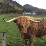 Highland Cow with cottage behind